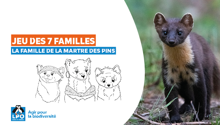 Jeu des 7 familles ESOD : La famille Martre des pins !